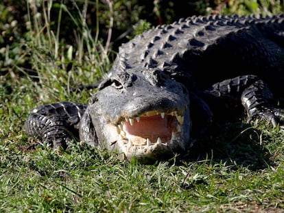 Foto de archivo de un caimán en el Parque Nacional de Everglades de Florida, EE UU.