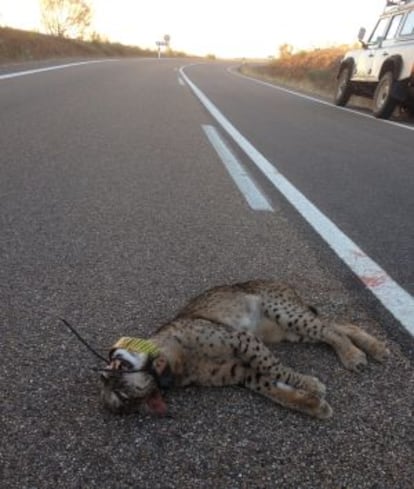 Lince atropellado en la localidad extremeña de Valencia de las Torres, donde también murió envenenado otro ejemplar.