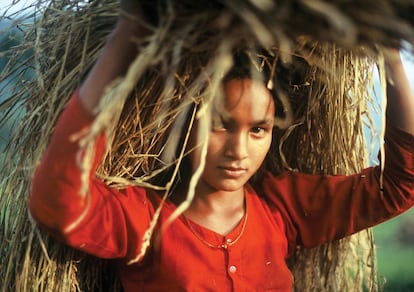 Los niños a menudo tienen que ayudar en las tareas agrícolas, como en Karnali (Nepal). Los gases de efecto invernadero son los grandes responsables del calentamiento global y, además, su impacto se exacerba por la polución del aire en la cordillera del Himalaya, una de las más contaminadas del mundo. El carbono negro y el polvo se depositan en los glaciares y aceleran su desaparición, así como el cambio de circulación de los monzones y la distribución de las precipitaciones en Asia. Esto tiene consecuencias: cuando las masas de hielo se derriten, el agua desemboca en lagos y ríos cuyo volumen aumenta, algo que puede provocar inundaciones y la destrucción de cultivos y zonas pobladas.