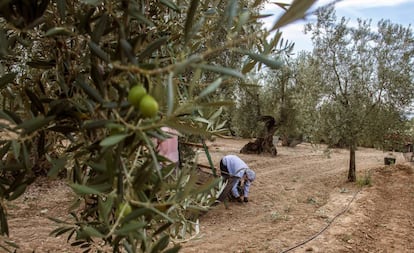 Un hombre recoge aceitunas en una finca en Sevilla.