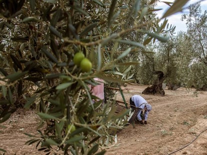 Un hombre recoge aceitunas en una finca en Sevilla.