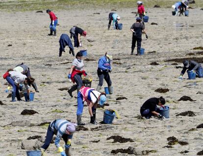 Mariscadoras de las cofradías de O Grove, Cambados, Vilanova y la Isla de Arousa volvieron a recolectar almeja este martes. Lo han hecho consiguiendo por primera vez buen precio en la lonja, tras el desplome del negocio por el Covid-19.