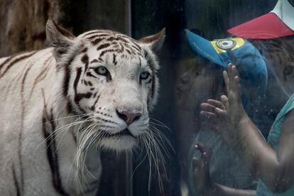 Una niña intenta besar a Civa Sumac, un tigre blanco de bengala, ganador de 'La Garra de Oro', en el zoo Huachipa en Lima (Perú), el 6 de enero de 2017.