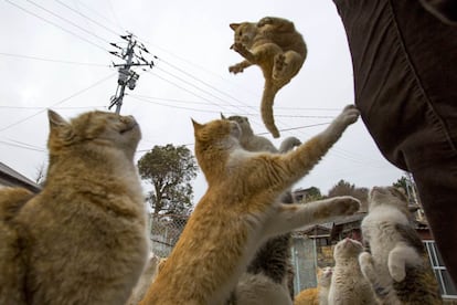 Gatos en las calle de la isa de Aoshima (Japón).