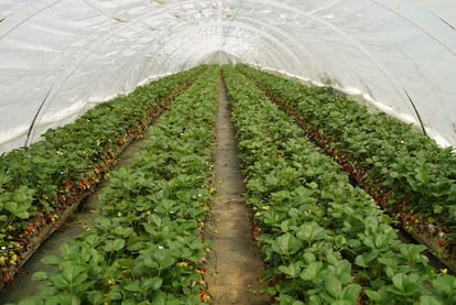 Strawberries from Can Marpons, in Maresme.  Image provided by the producer.