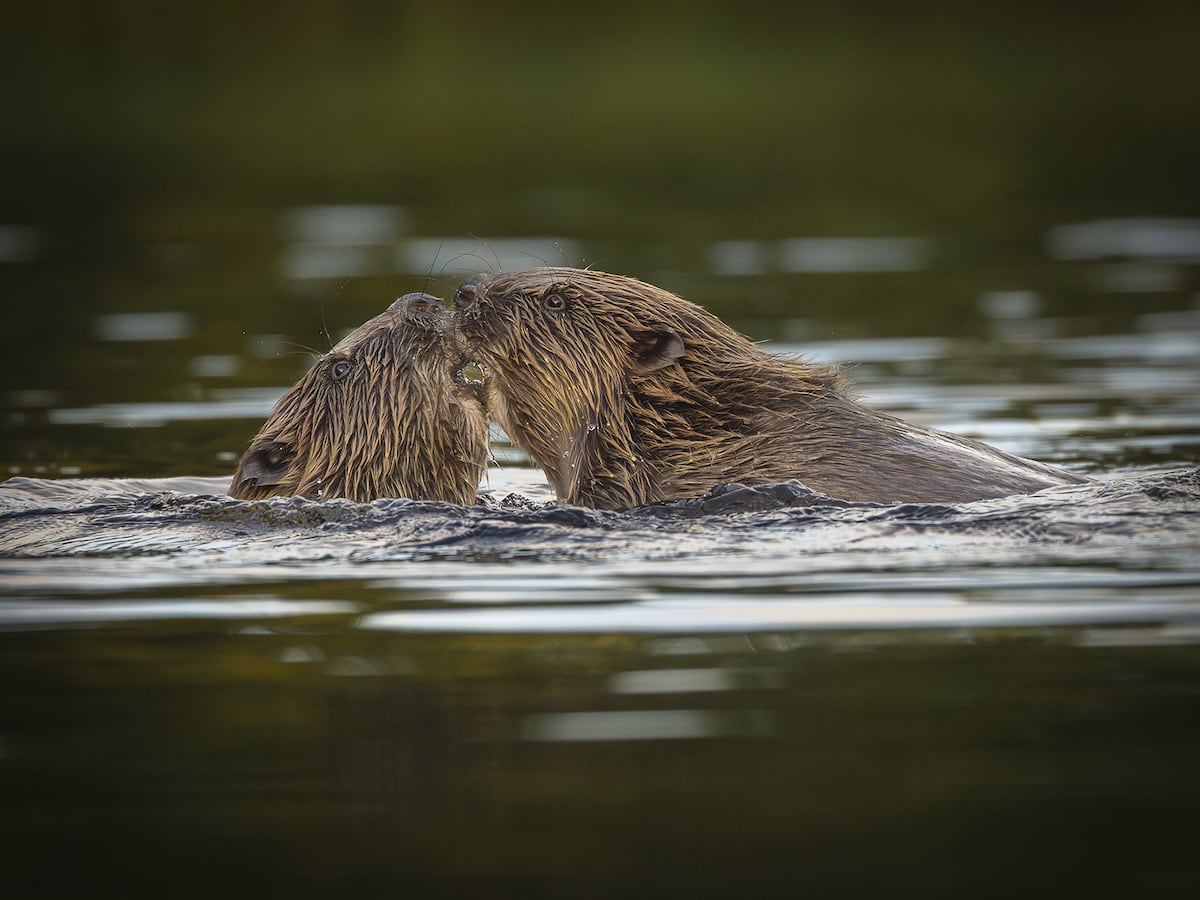 Eskimo kiss, anyone? Science explains nose-to-nose contact between mammals