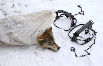 Un lobo muerto aparece dentro de una bolsa en el pueblo de Khrapkovo (Bielorrusia) después de caer en una trampa.