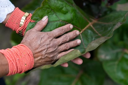 Magdalena Laine toca una hoja de la planta de tomate de árbol en las chakras de Magdalena, en la Sierra de Cotacachi (Ecuador).