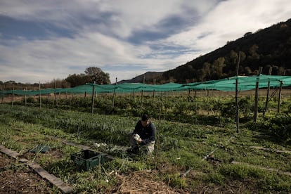 Huerto con agricultura regenerativa, que mejora la retención de carbono del suelo, en la finca Les Planeses, en Girona.