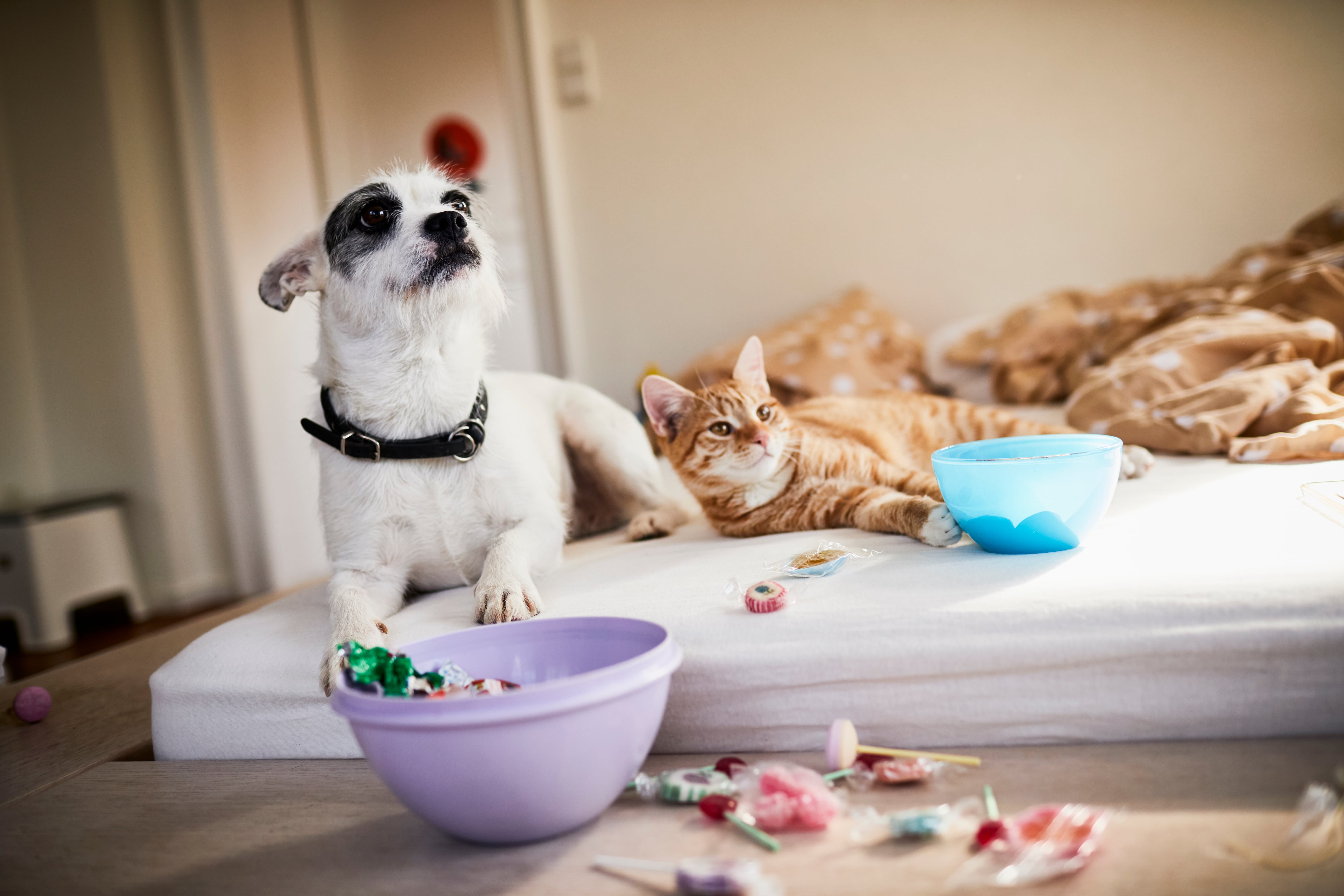 Del perfume de Dolce&Gabana a los aperitivos con colágeno: el creciente negocio de las mascotas