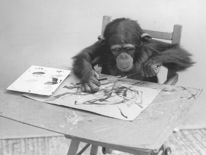 Un chimpancé del Zoológico de Londres el 25 de mayo de 1957.