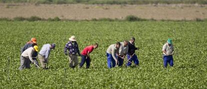 Jornaleros trabajando en un campo de Sevilla.  