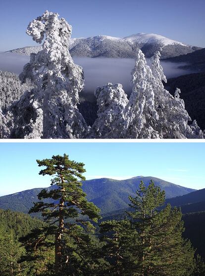 La Sierra de Guadarrama forma parte del Sistema Central, una larga cadena montañosa, de 500 kilómetros de longitud, que cruza de este a oeste el centro de la Península Ibérica. En la imagen, el pico de Peñalara fotografiado entre pinos silvestres. Arriba, fotografía tomada en febrero de 2014, abajo, en octubre de 2013.