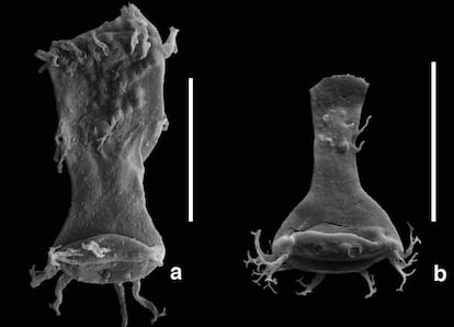 Un quitinozoo f&oacute;sil malformado del g&eacute;nero Ancyrochitina (izquierda) junto a un cong&eacute;nere normal. Ambos extra&iacute;dos en Libia y datados en 415 millones de a&ntilde;os atr&aacute;s.