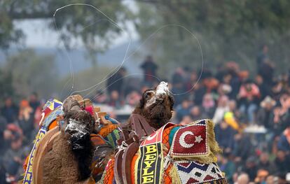 Dos camellos luchan en el ámbito del Festival Selcuk-Efes en la localidad de Selcuk, próxima a la ciudad costera de Izmir (Turquía).