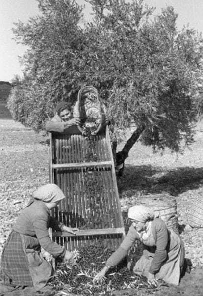 Mora (Toledo), octubre de 1952. Unas campesinas limpian de hojarasca y ramas secas la aceituna después de recogerla y antes de llevarla a la almazara.