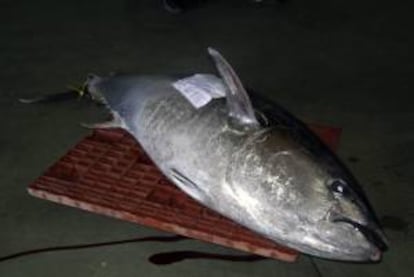 Un ejemplar de atún rojo de 200 kilos subastado en la Lonja de Barbate. EFE/Archivo