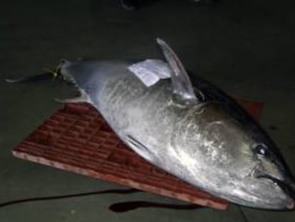 Un ejemplar de atún rojo de 200 kilos subastado en la Lonja de Barbate. EFE/Archivo