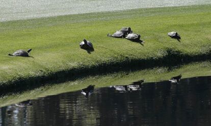 Un grupo de tortugas cerca de uno de los lagos del recorrido.