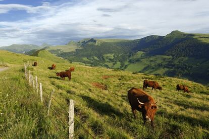 Salers está rodeado de campos repletos de vacas marrones con largos cuernos que producen el queso del mismo nombre. Una ruta de 2,5 kilómetros parte del pueblo a la Maison de la Salers, que cuenta con una sala de catas, vídeos y exposiciones sobre el delicioso queso local.