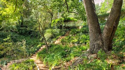 El imponente tronco doble del alcanforero en una de las laderas del Jardín Botánico Histórico de Barcelona.