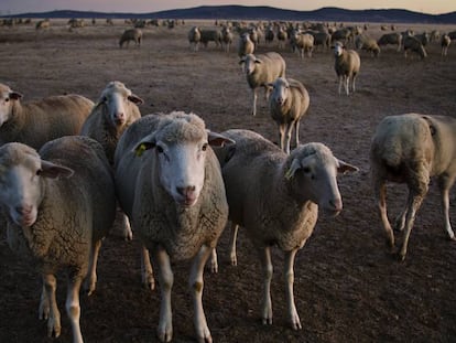 Rebaño de ovejas en el valle de Alcudia, al amanecer. 
 
