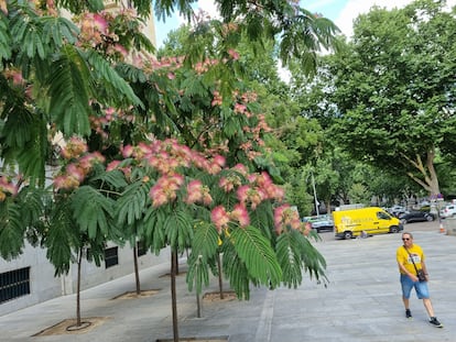 Una alineación de acacias de Constantinopla en una calle del centro de Madrid esta semana.
