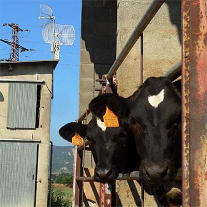 Vacas de Gurb. Al fondo, un nodo inalámbrico.