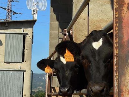 Vacas de Gurb. Al fondo, un nodo inalámbrico.
