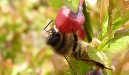 Abeja mel&iacute;fera polinizando una flor de ar&aacute;ndano silvestre en un entorno natural.