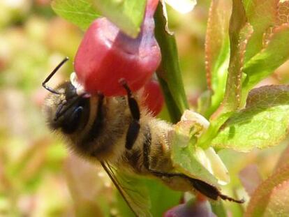 Abeja mel&iacute;fera polinizando una flor de ar&aacute;ndano silvestre en un entorno natural.