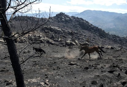 Dos caballos galopan sobre la tierra abrasada por el mayor fuego de este verano en Entrimo.