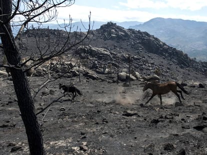 Dos caballos galopan sobre la tierra abrasada por el mayor fuego de este verano en Entrimo.