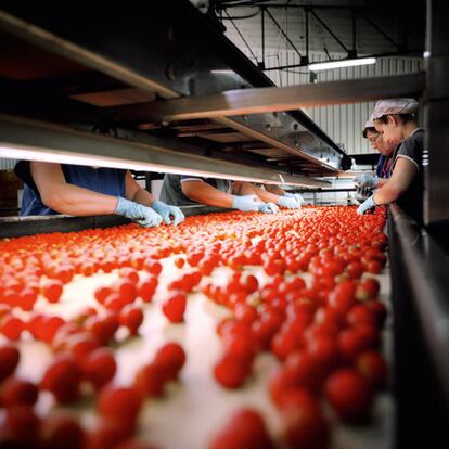 La producción de los invernaderos de El Ejido no llega sólo a los mercados españoles, también sale al extranjero. En la imagen, la cooperativa Coprohnijar, que inunda Europa de hortalizas.