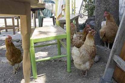 Gallinas al aire libre en una granja doméstica próxima al humedal de Salburua.