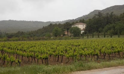 Los viñedos de la finca Miraval, que los Pitt Jolie adquirieron en Correns, al sur de Francia en 2008.
