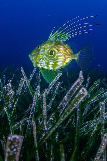 Pez de San Pedro sobre una pradera de posidonia.