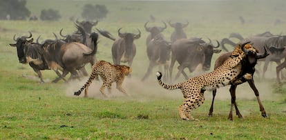 Dos guepardos atacan a una manada de ñus en el documental 'Wild Covid'.