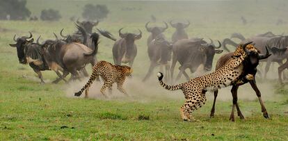 Los guepardos atacan en grupo a una manada de ñus. Imagen del documental 'Wild covid'.