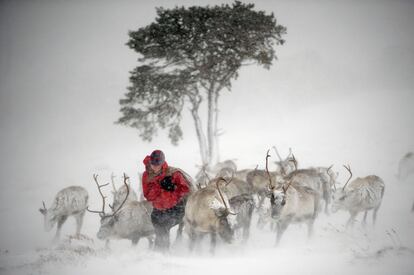 El pastor Eve Grayson del Cairgorm Reindeer Herd, alimenta a los venados, en Aviemore, Escocia. El reno fue introducido en Escocia en 1952 por el sueco Sami pastor de renos, Mikel Utsi. A partir de unos pocos renos, la manada ha crecido en número en los últimos años y en la actualidad hay aproximadamente 130.