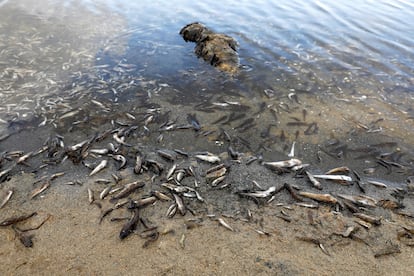 Peces muertos aparecidos este miércoles en el mar Menor.