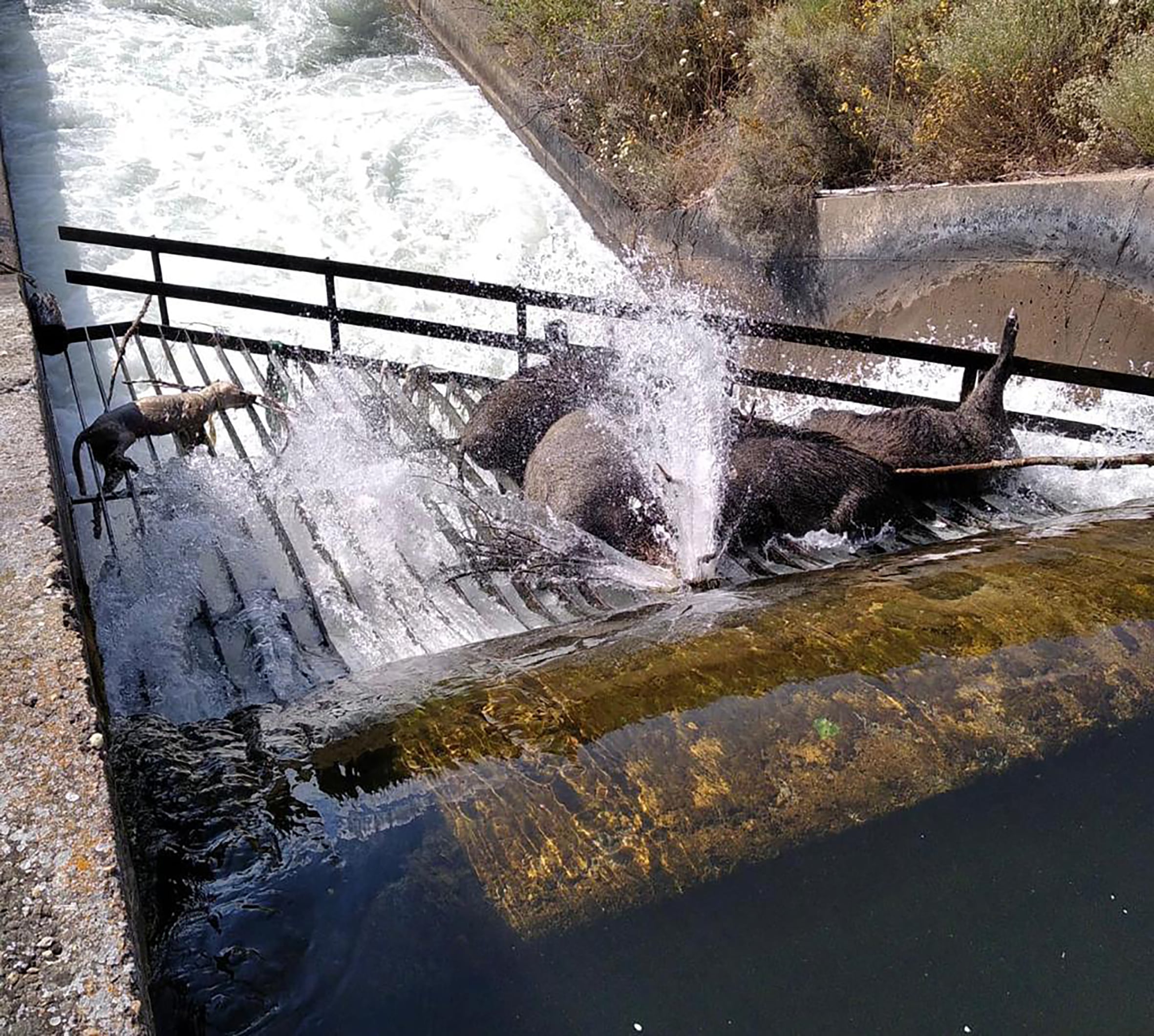 Corzos y jabalíes agonizan hasta morir ahogados en el Canal de riego Arriola en León 