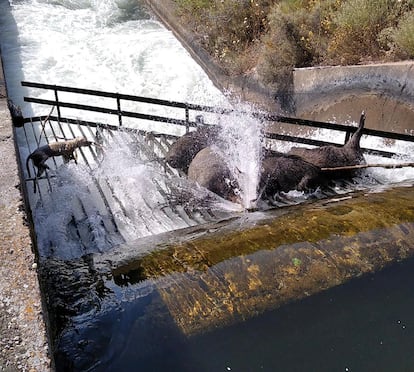 Varios jabalíes y un perro ahogados en el Canal de Arriola (León).