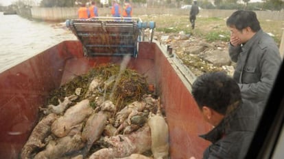 Operarios recogen cerdos muertos en el r&iacute;o de Shanghai.