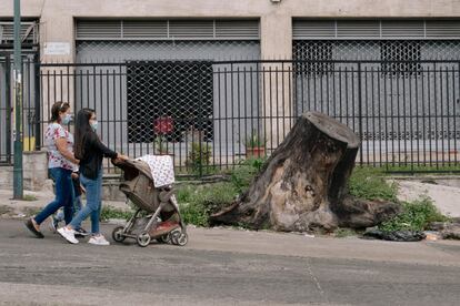 Desde hace meses, una voraz epidemia de talas indiscriminadas ha llenado de cadáveres los alcorques de las calles.