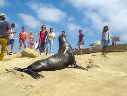 Un león marino rodeado de turistas en la playa de La Jolla, en noviembre de 2022.