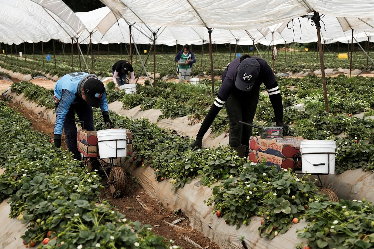 La fresa mexicana abre un frente comercial de mil millones de dólares