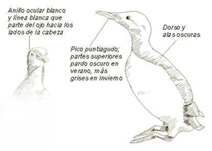 <b>Nombre común</b>: Arao Común 
<b>Nombre científico</b>: Uria aalge
<b>Orden</b>: Charadriiformes  
<b>Familia</b>: Alcidae
