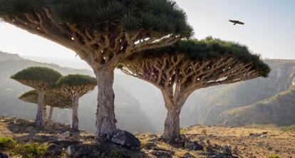 Árboles de sangre de dragón en la isla de Socotra (Yemen).