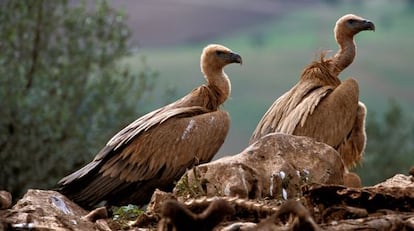 Dos ejemplares de buitre leonado